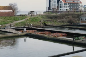 Oesterputten in Yerseke