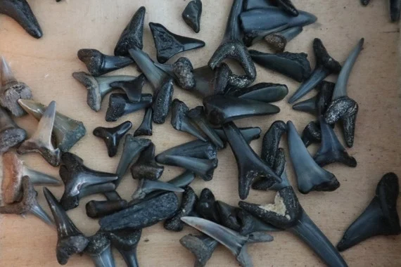 Strandexcursie haaientanden en fossielen