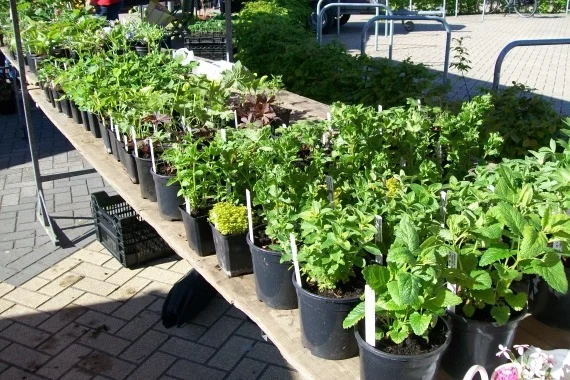 Braderie Lewedorp