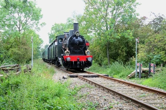 Stoompluimen in de pluimweide