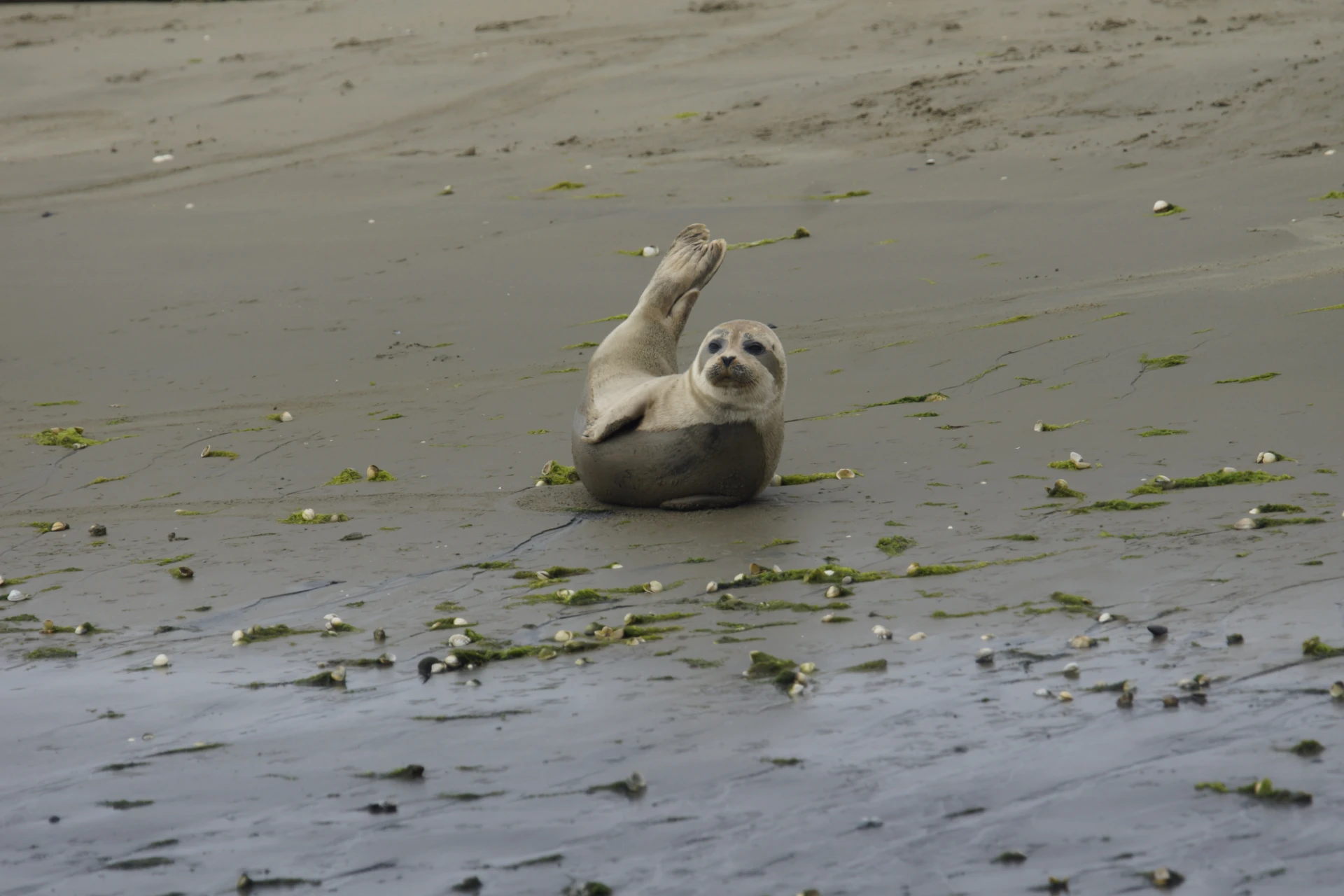 Zeehond op zandplaat